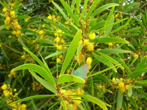 Acacia confusa - Flowering branch close-up