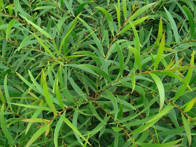 Acacia confusa leaves close-up