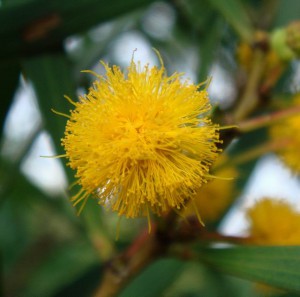 Acacia confusa - Open Flower Close-up