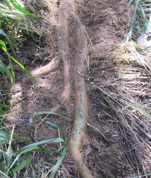 Acacia confusa root bark harvest – Hawaii 2