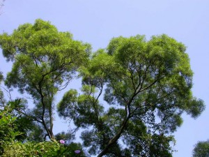 Acacia confusa - tree top