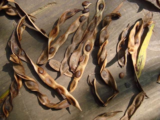 Acacia confusa_Dried seed pods