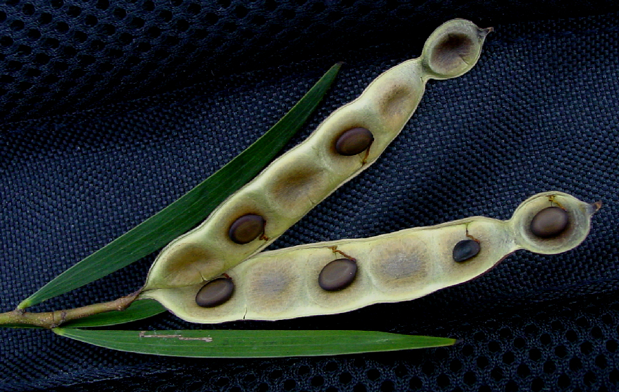 Acacia confusa_a dehisced pod with seeds exposed
