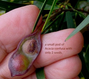 Acacia confusa_a small pod with two seeds_Shenzhen