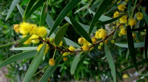 Acacia confusa_flowers (2)