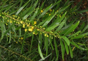 Acacia confusa_flowers