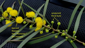 Acacia confusa_flowers opened and unopened